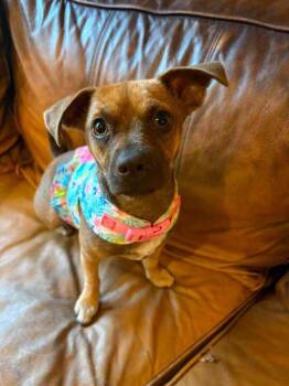 Harriett Rose -  Chihuahua and Terrier Dog for Adoption in Saugus, Massachusetts - Harriett Rose | PetCurious