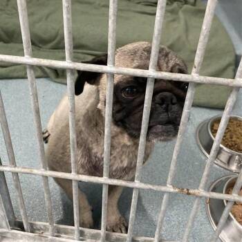 JoJo -  Pug and Mixed Breed Dog for Adoption in Long Beach, California - JoJo | PetCurious