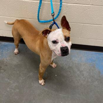 Mixed Breed Dogs Available for Adoption - STUBBY | PetCurious