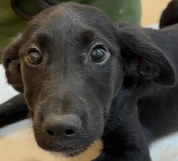 Feist Dogs Available for Adoption in Elizabethton, Tennessee - PIXIE | PetCurious