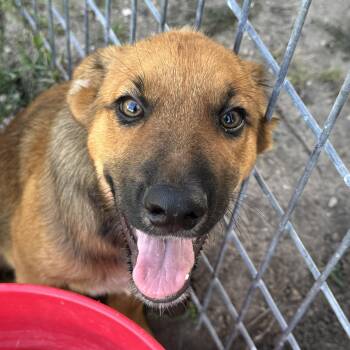 Beck -  German Shepherd Dog Dog Available for Adoption in Palmhurst, Texas - Beck | PetCurious