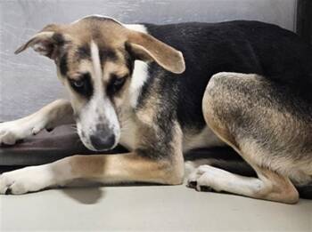 Dan - URGENT - 24-HOUR NOTICE -  Shepherd Dog for Adoption in Thousand Oaks, California - Dan - URGENT - 24-HOUR NOTICE | PetCurious