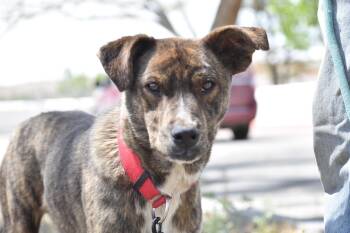 Tennessee Treeing Brindle and Australian Shepherd Dogs Available for Adoption in Chinle, Arizona - Domingo | PetCurious