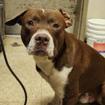 Pit Bull Terrier Dogs Available for Adoption in Birmingham, Alabama - Ted | PetCurious