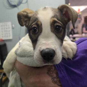 Fire in the Hole -  English Bulldog and Husky Dog for Adoption in Columbia, Missouri - Fire In The Hole | PetCurious