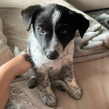 Bandit -  Australian Cattle Dog Blue Heeler Dog for Adoption in Watertown, Wisconsin - Bandit | PetCurious