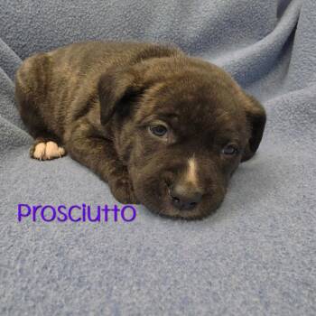 Prosciutto -  Mixed Breed Dog for Adoption in Parkersburg, West Virginia - Prosciutto | PetCurious