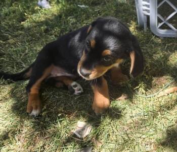 Indy Jones -  Terrier and Shepherd Dog for Adoption in Colorado Springs, Colorado - Indy Jones | PetCurious