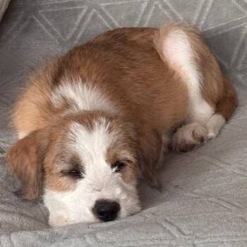 Westin -  Mixed Breed Dog for Adoption in Moab, Utah - Westin | PetCurious