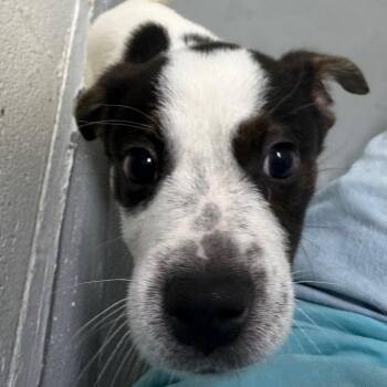 Mothman -  Mixed Breed Dog for Adoption in Troy, Virginia - Mothman | PetCurious