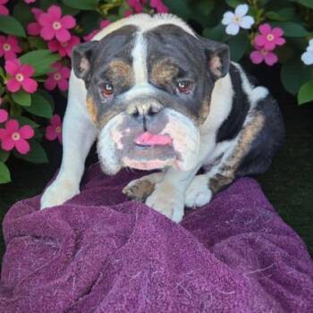 Rescue English Bulldog Dogs for Adoption in Malvern, Pennsylvania - Maple | PetCurious