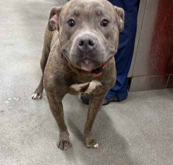 Pit Bull Terrier Dogs Available for Adoption - CITA | PetCurious