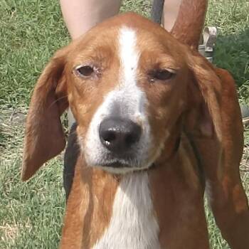 Baby Girl -  Hound Dog for Adoption in Gloucester, Virginia - Baby Girl | PetCurious