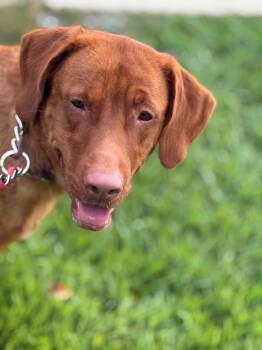 Rescue Vizsla and Labrador Retriever Dogs for Adoption in Attalla, Alabama - Honey | PetCurious