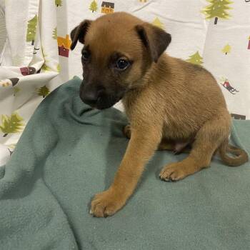 A614385 -  German Shepherd Dog Dog for Adoption in Modesto, California - A614385 | PetCurious