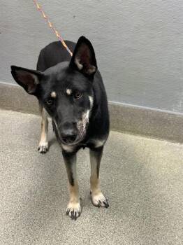 CHORIZO -  German Shepherd Dog and Mixed Breed Dog for Adoption in Las Vegas, Nevada - CHORIZO | PetCurious