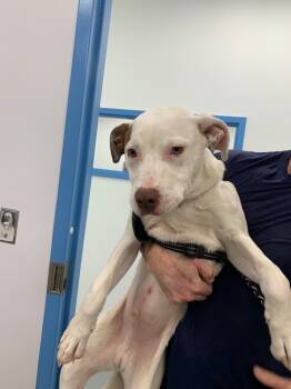 Rescue Pit Bull Terrier Dogs for Adoption in Hartsville, South Carolina - Hendrix | PetCurious