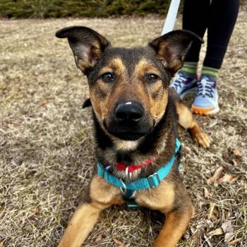 Mixed Breed Dogs Available for Adoption - Recon | PetCurious