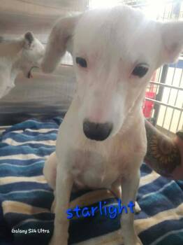 Chihuahua and Mixed Breed Dogs Available for Adoption in Warrenton, Missouri - LH  Starlight | PetCurious