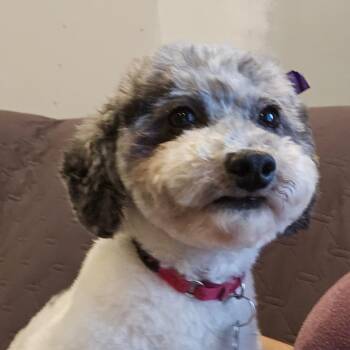 Pixie -  Miniature Poodle Dog for Adoption in Sinking Spring, Pennsylvania - Pixie | PetCurious