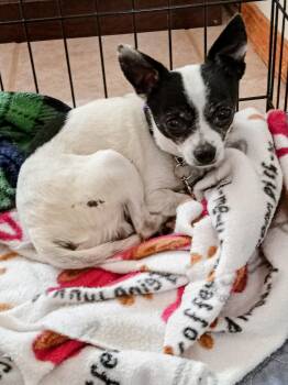 Chiple -  Chihuahua Dog for Adoption in Albuquerque, New Mexico - Chiple | PetCurious