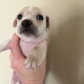 Rescue Chihuahua Dogs for Adoption in Park Row, Texas - Niblet | PetCurious