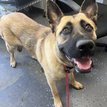 Mixed Breed Dogs Available for Adoption in Columbiana, Alabama - Willow Marie | PetCurious