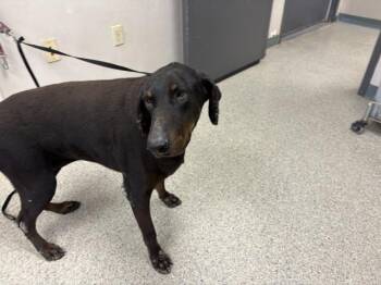 LUNA -  Doberman Pinscher and Mixed Breed Dog for Adoption in Visalia, California - LUNA | PetCurious