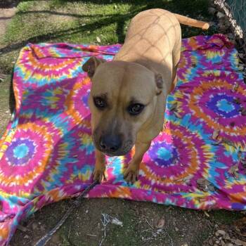 Pit Bull Terrier and American Staffordshire Terrier Dogs Available for Adoption - Cucumber | PetCurious