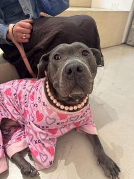 Mixed Breed Dogs Available for Adoption - Bethany | PetCurious