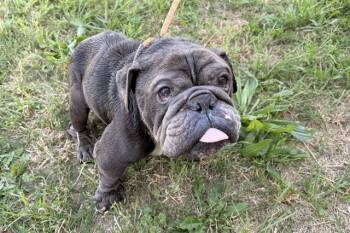 English Bulldog Dogs Available for Adoption in Modesto, California - A609068 | PetCurious