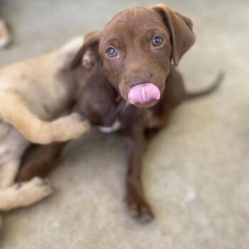 Rigatoni -  Chihuahua Dog for Adoption in Escondido, California - Rigatoni | PetCurious