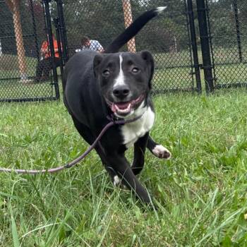 Zora -  Australian Shepherd and Pit Bull Terrier Dog for Adoption in York, Pennsylvania - Zora | PetCurious