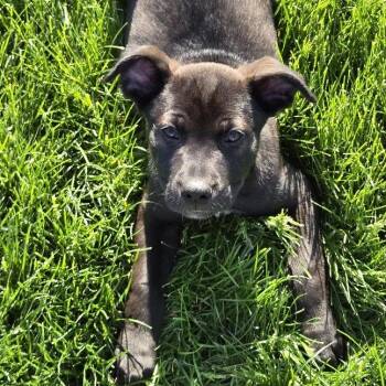 Jax (fka Brutus) -  Shepherd and Labrador Retriever Dog for Adoption in South Elgin, Illinois - Jax (fka Brutus) | PetCurious