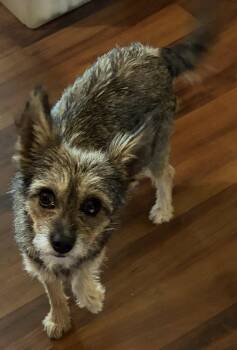 Fiona -  Yorkshire Terrier and Terrier Dog for Adoption in Alexandria, Kentucky - Fiona | PetCurious