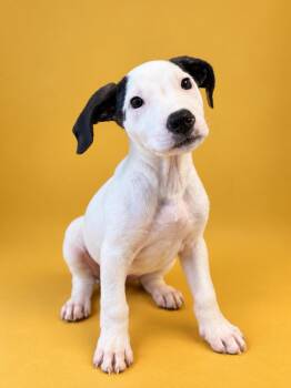 Marshmallow -  Terrier Dog for Adoption in Copiague, New York - Marshmallow | PetCurious