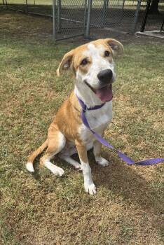 Bubba -  American Foxhound and Treeing Walker Coonhound Dog for Adoption in Tom Bean, Texas - Bubba | PetCurious