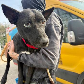 Ibizan Hound and Terrier Dogs Available for Adoption - Cowboy Boots | PetCurious