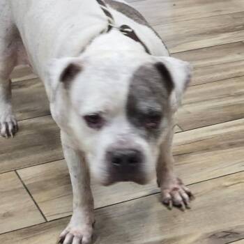 Blanco -  Pit Bull Terrier Dog for Adoption in Newark, New Jersey - Blanco | PetCurious