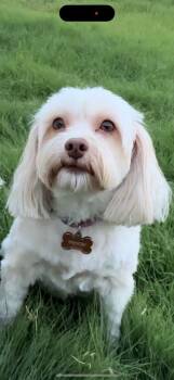 Gracie -  Maltese and Poodle Dog for Adoption in Coarsegold, California - Gracie | PetCurious