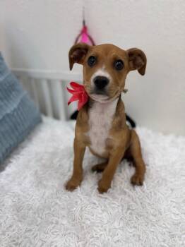 German Shepherd Dog and Labrador Retriever Dogs Available for Adoption - Luna Celestial | PetCurious