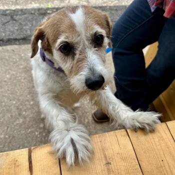 Terrier Dogs Available for Adoption in Union, Missouri - Sugar K2 | PetCurious