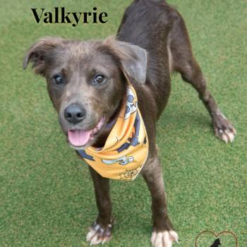 Valkyrie -  Pit Bull Terrier and Mixed Breed Dog for Adoption in Parkersburg, West Virginia - Valkyrie | PetCurious