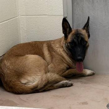 BLAINE -  German Shepherd Dog Dog for Adoption in Thousand Palms, California - BLAINE | PetCurious