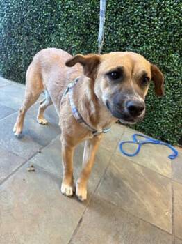 Black Mouth Cur and Mixed Breed Dogs Available for Adoption - Lady Glitter Sparkles* | PetCurious