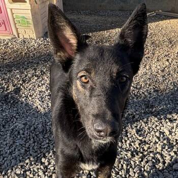 Rescue German Shepherd Dog Dogs for Adoption in Chuckey, Tennessee - Shenzi | PetCurious
