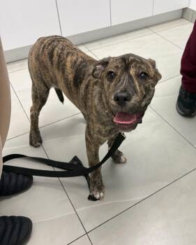 Willow -  Presa Canario and Cane Corso Dog for Adoption in Clarksburg, Ontario - Willow | PetCurious
