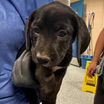 Fiesta Potatoes -  Black Labrador Retriever and Mixed Breed Dog for Adoption in Charlottesville, Virginia - Fiesta Potatoes | PetCurious