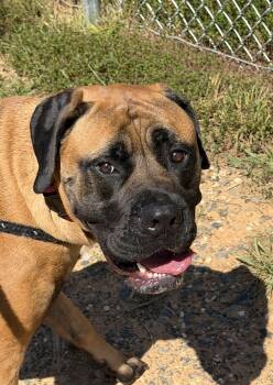 Demi (ID 53132) -  Bullmastiff Dog for Adoption in Manassas, Virginia - Demi (ID 53132) | PetCurious
