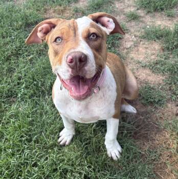 Roxie -  American Bully Dog for Adoption in Maryville, Tennessee - Roxie | PetCurious